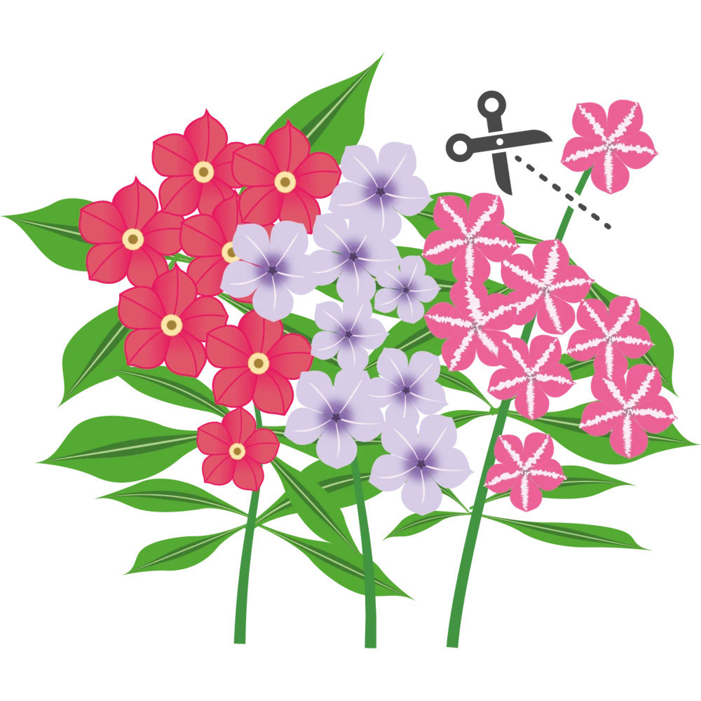 Sfaturi pentru cultivarea cu succes